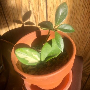 Hoya carnosa 'Krimson Princess' syn. Hoya carnosa 'Rubra'