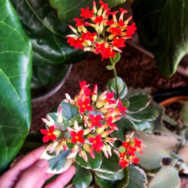 Kalanchoe Blossfeldiana