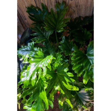 Thaumatophyllum xanadu syn. Philodendron xanadu, Philodendron 'Xanadu', Philodendron 'Winterbourn'