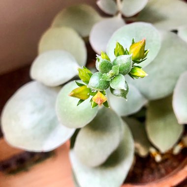 Kalanchoe Bracteata