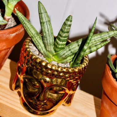 Sansevieria cylindrica 'Boncel'