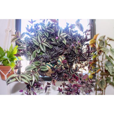 Tradescantia  'Houseplants'
