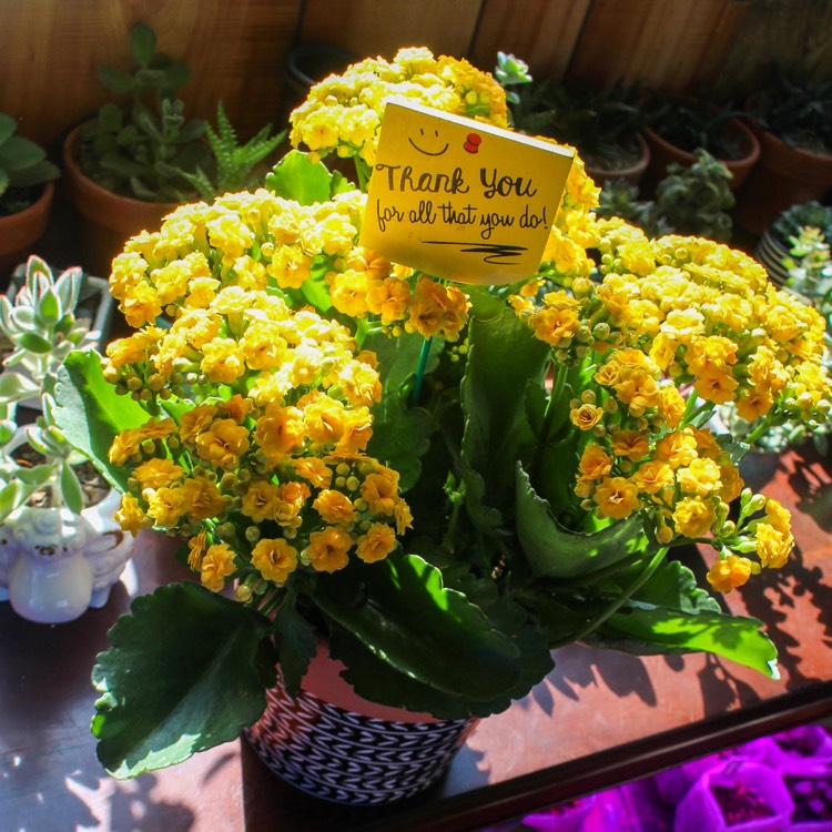 Plant image Kalanchoe Blossfeldiana 'Yellow'