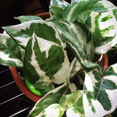 Epipremnum aureum 'UFM12' syn. Epipremnum aureum 'Pearls And Jade'