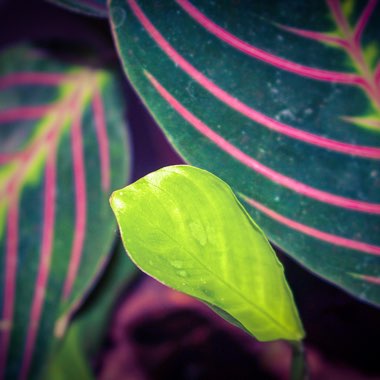Maranta leuconeura 'Fascinator Tricolour'