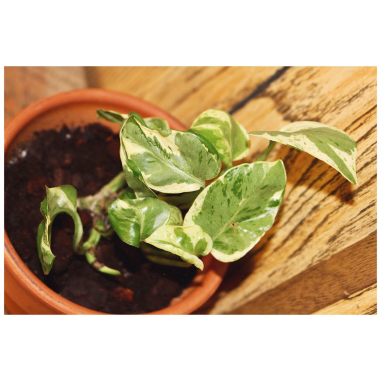 Plant image Epipremnum aureum 'Hansoti12' syn. Epipremnum aureum 'N'Joy'