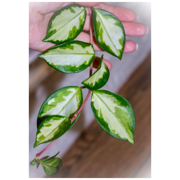 Plant image Hoya carnosa 'Krimson Princess' syn. Hoya carnosa 'Rubra'