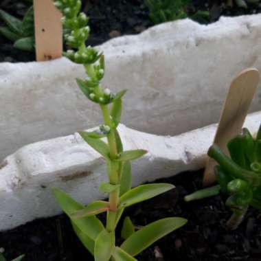 Debbie's garden