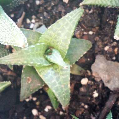 Debbie's garden