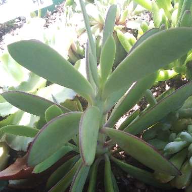Debbie's garden