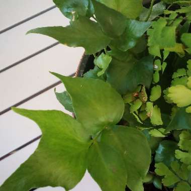 Debbie's garden