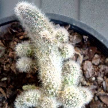 Debbie's garden