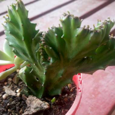 Coral Cactus