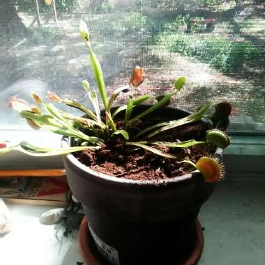 Lilly's garden