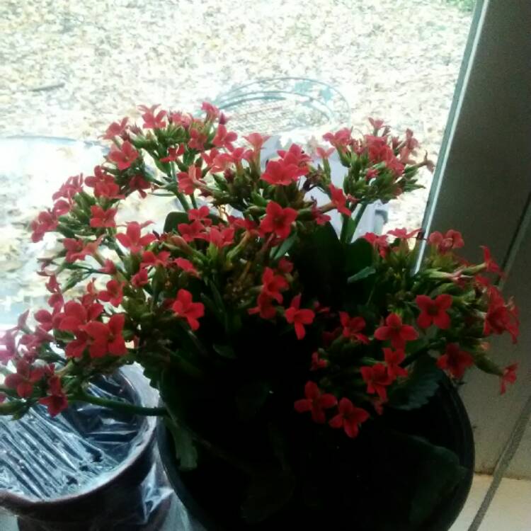 Plant image Kalanchoe blossfeldiana 'Red'