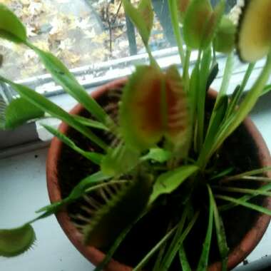 Venus Fly Trap