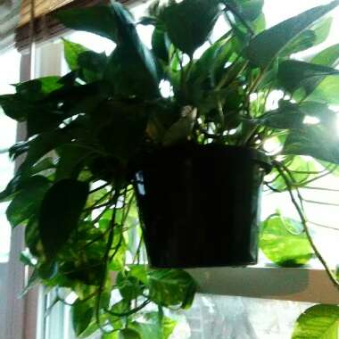 Epipremnum 'Jade'
