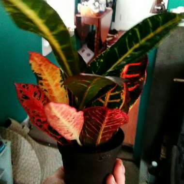 Garden croton