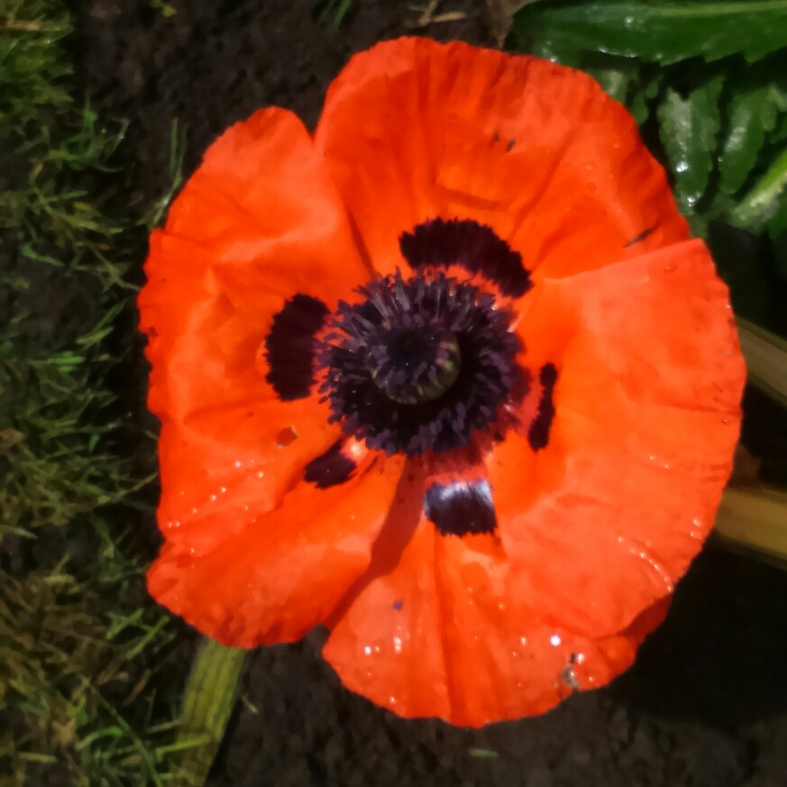 Oriental Poppy