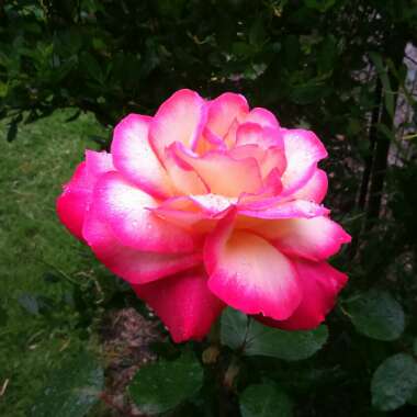 Rose (Hybrid Tea)
