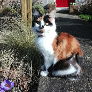 Michelle 's garden