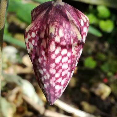 Snake's Head Fritillary