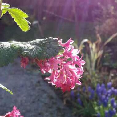 Flowering Currant 'King Edward VII'