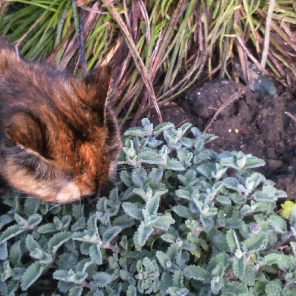 Plant image Nepeta 'Six Hills Giant'