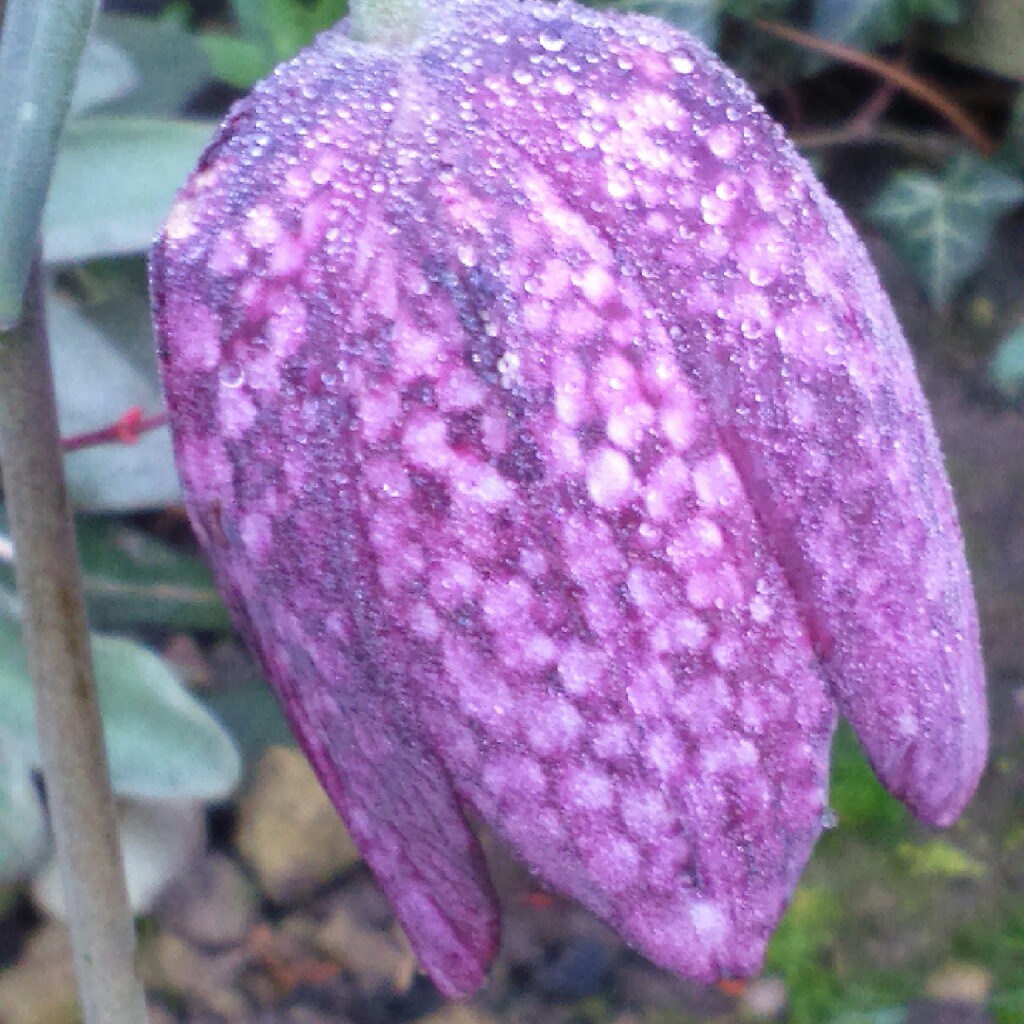 plant image 40594