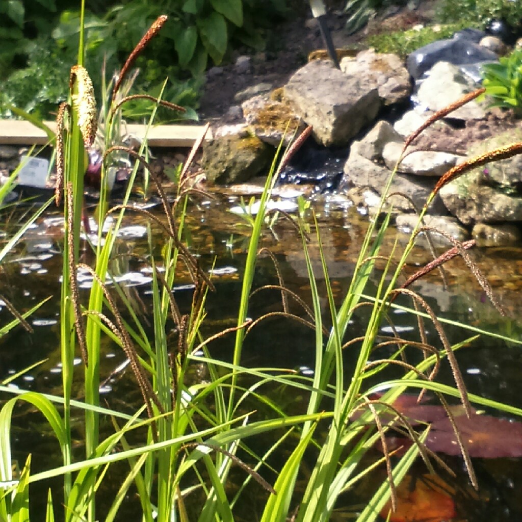 Plant image Carex Pendula