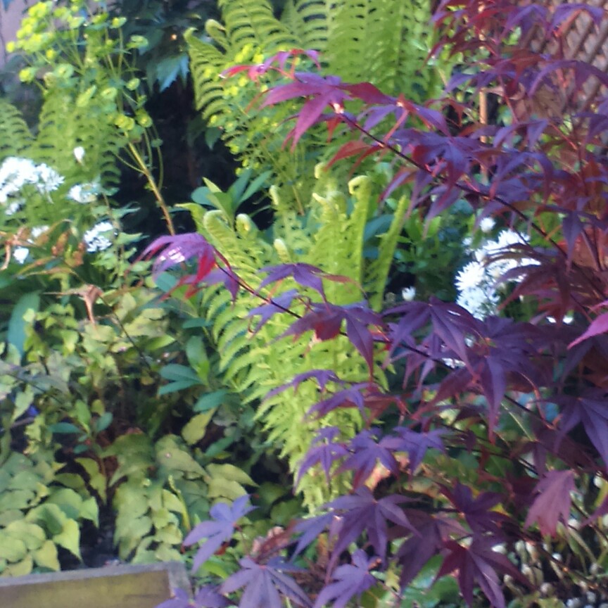 Michelle 's garden