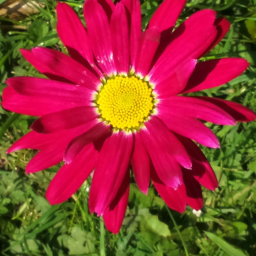 plant image 87801