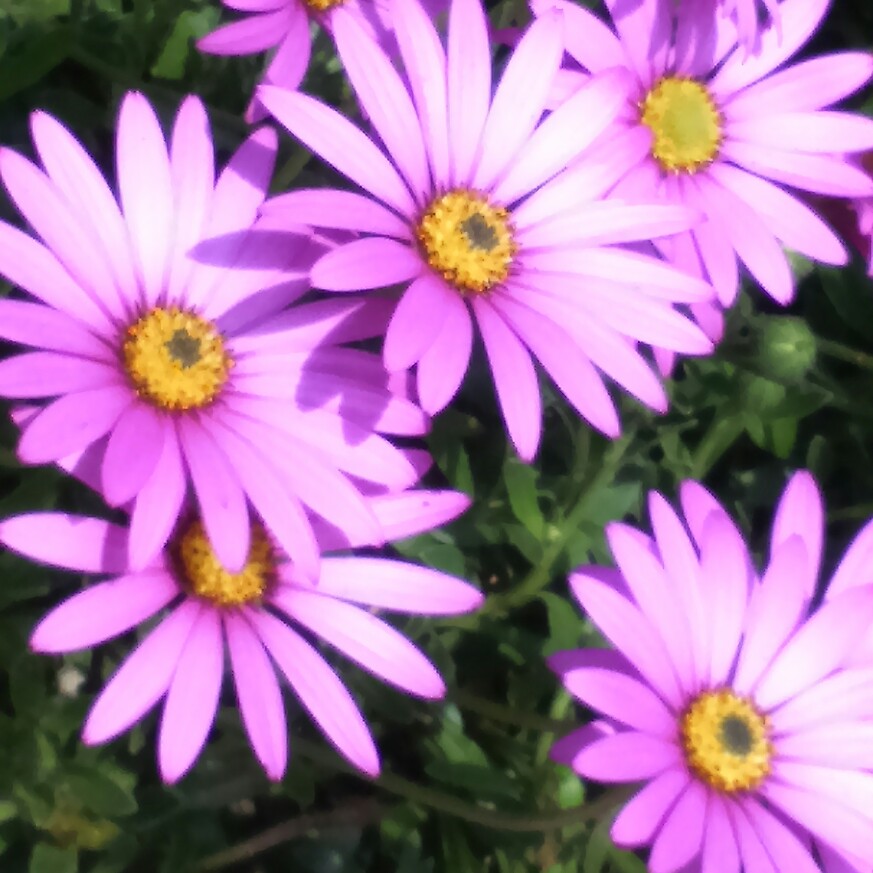 African Daisy