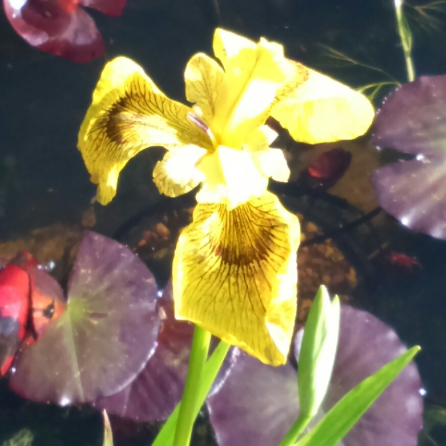 Yellow Flag Iris