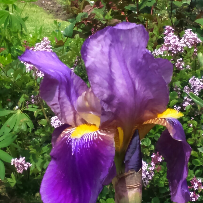 Iris