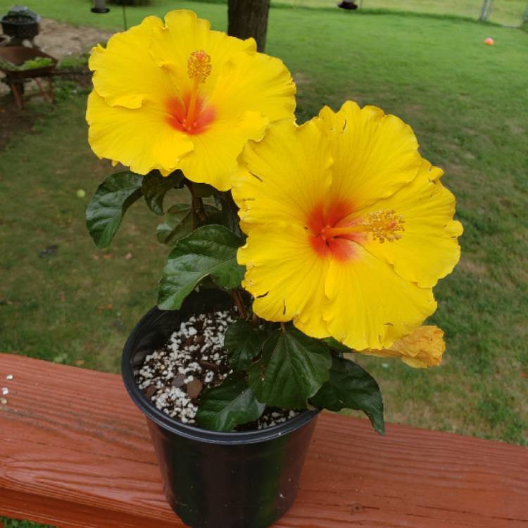 Plant image Hibiscus Rosa-Sinensis 'Hawaiian Punch'