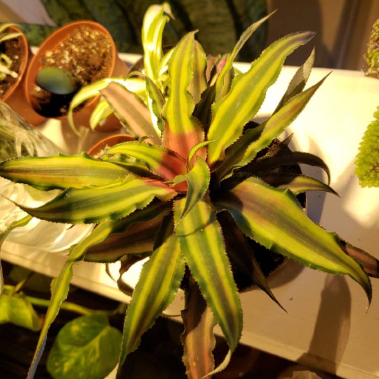 Plant image Cryptanthus Bivittatus