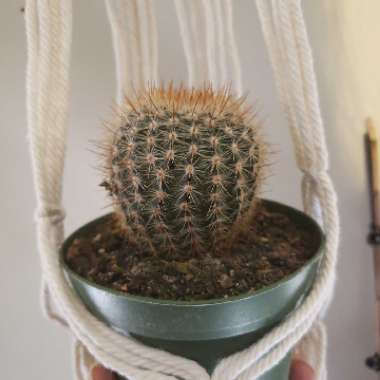 Parodia Erubescens syn. Notocactus schlosseri
