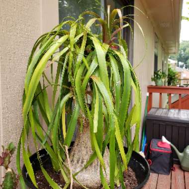 Beaucarnea recurvata