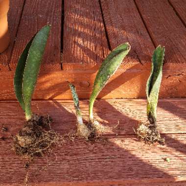 Sansevieria masoniana