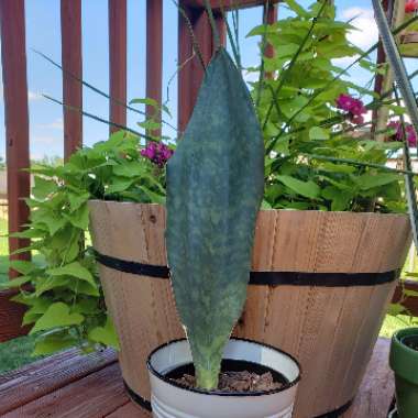 Sansevieria masoniana