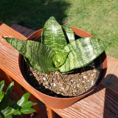 Sansevieria trifasciata Hahnii