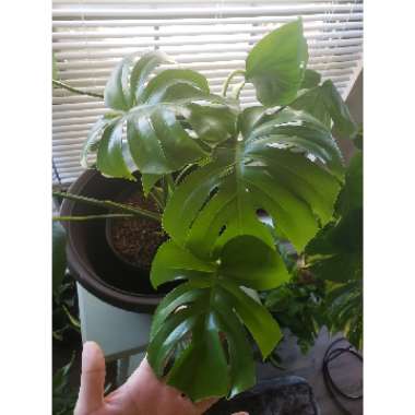Swiss Cheese Plant