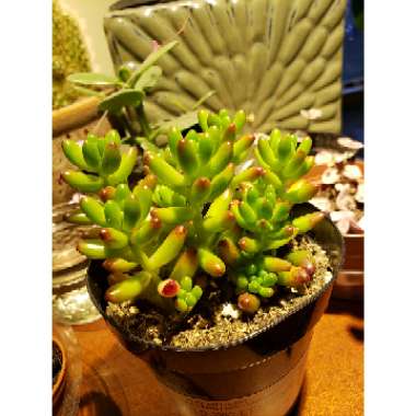 Sedum 'Red Jelly Beans'