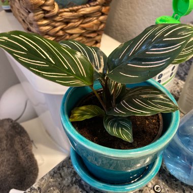 Pin-stripe Calathea