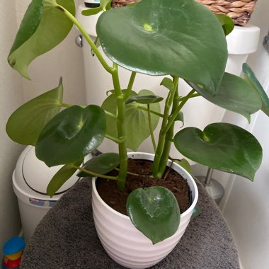 Peperomia 'Rain Drop'