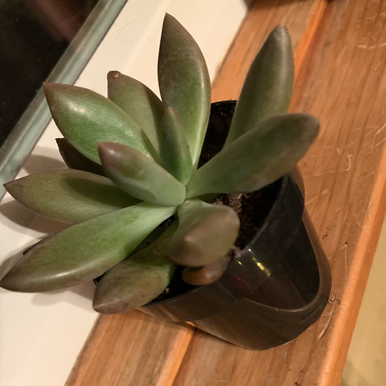 Plant image xGraptoveria Bella
