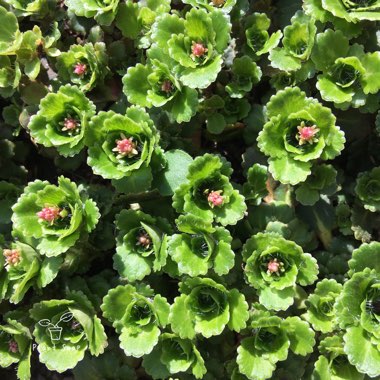 Saxifraga x urbium