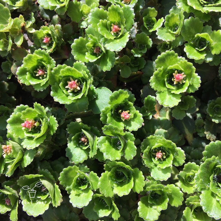 plant image 1276778