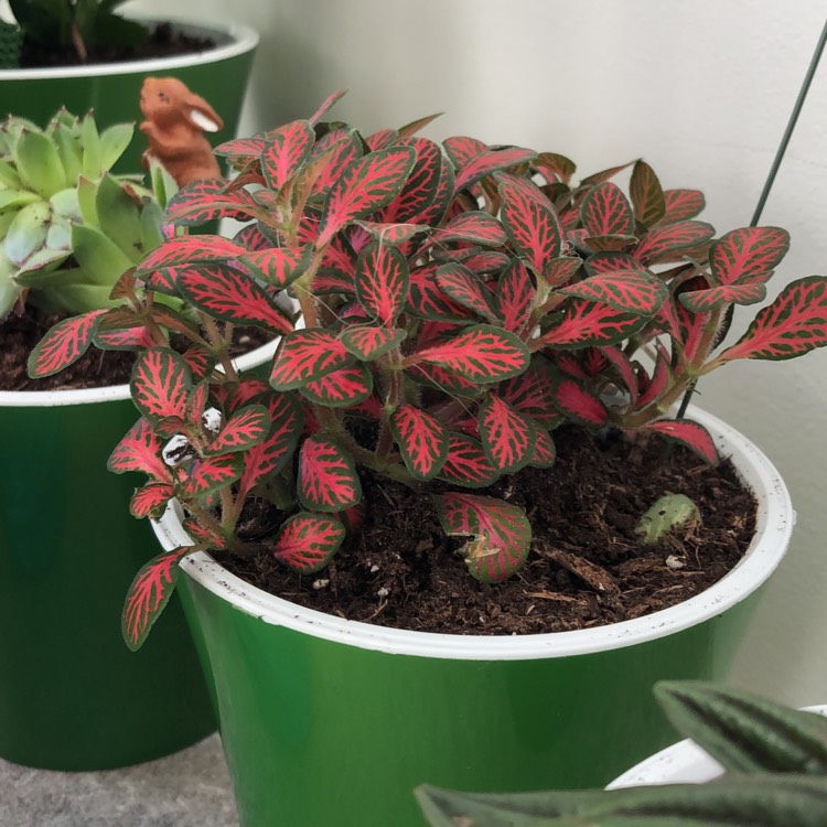 Plant image Fittonia agyroneura 'Mini Red Vein'